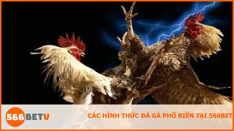 Khám phá đá gà cựa dao, cựa sắt và truyền thống hấp dẫn tại 566BET