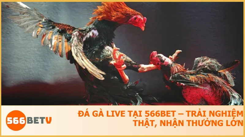 Đá Gà Live tại 566BET – Trải nghiệm thật, nhận thưởng lớn